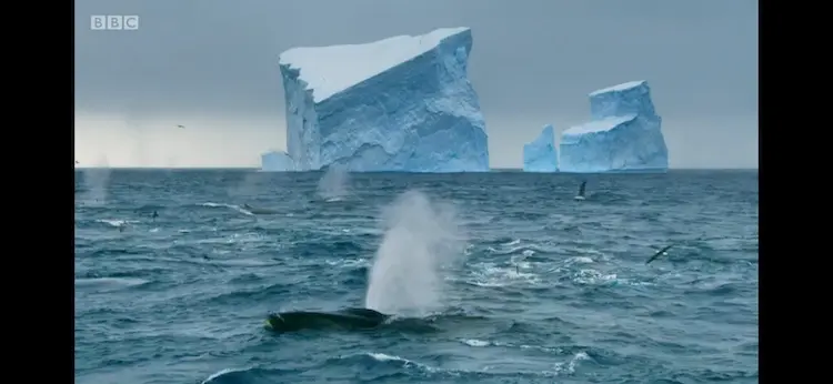 Southern fin whale (Balaenoptera physalus quoyi) as shown in Seven Worlds, One Planet - Antarctica